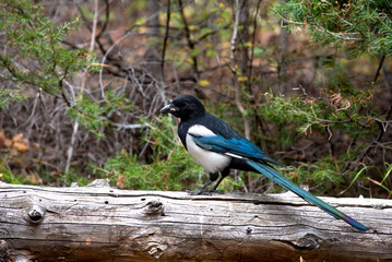 Magpie on a Log eating