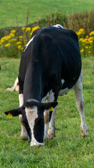 black and white cow eats grass on an Irish farm field in summer. Agricultural landscape. Grazing cattle on an organic farm field. Black and white cow on green grass field