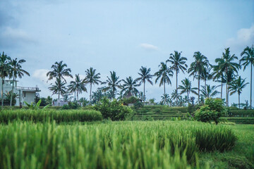 Obraz premium arrozales