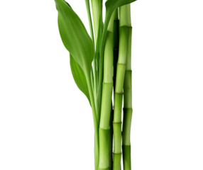 Branches of bamboo isolated on transparent background. Bamboo shoots with bamboo leaves for design.