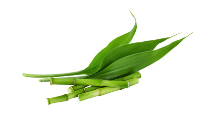 Bamboo branches with leaf isolated on transparent background. Green bamboo shoots for design. - 597205054