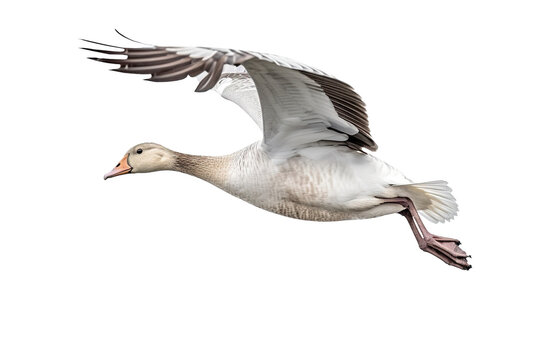 flying wild goose isolated on background