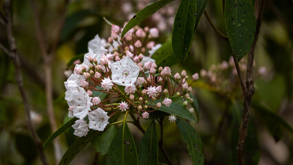 Dogwood tree in the woods.