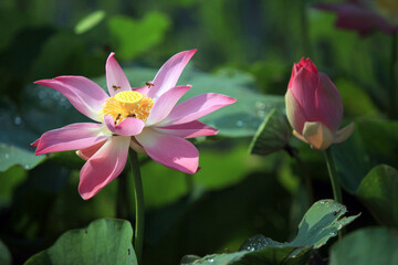 pink lotus flower