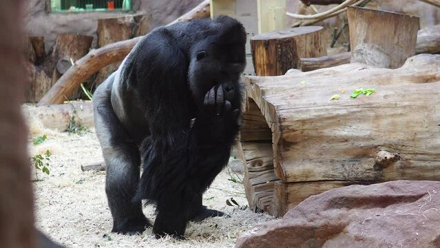 big black gorilla walking in the zoo