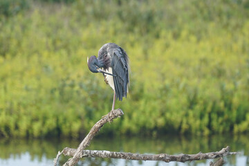 Tricolor Heron on branch preening