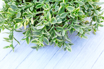 Aptenia cordifolia Variegata. Heartleaf Iceplant variegate in closeup 