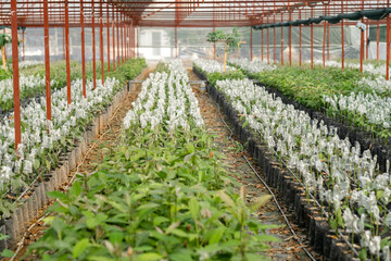 greenhouse on farm plantation avocado, lot of Growing avocado seeds and plants, young fresh avocado...