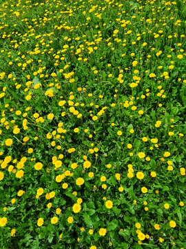 Green grass meadow with bright yellow dandelions on a spring day
