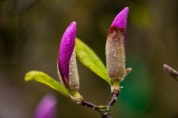 Magnolia tree branch with wet flower buds (Magnoliaceae) with white magenta petals. Colorful macro close up with selective focus in a garden in Germany at springtime in late April after a rain shower.