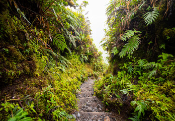 Narrow steep gravel footpath with wood stages on the hiking trail to the summit of Mount Pelée volcano on Martinique caribbean island, France. Tropical vegetation with ferns and moss on the wayside.