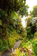 Narrow steep gravel footpath with wood stages on the hiking trail to the summit of Mount Pelée volcano on Martinique caribbean island, France. Tropical vegetation with ferns and moss on the wayside.