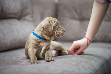 Portrait of a beautiful purebred American pit bull terrier puppy in the studio against a gray...