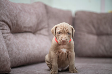 Portrait of a beautiful purebred American pit bull terrier puppy in the studio against a gray background.