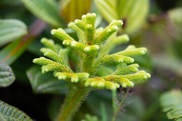 Staghorn clubmoss or ground pine (Palhinhaea cernua or Lycopodiella cernua) is a plant in the family Lycopodiaceae. Pan-tropical species with bright green small microphyll leaves. Subtropic plant.