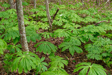 Mayapple in a forest