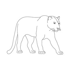 Sketch of Panther. Hand drawn vector illustration.