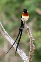 Long-tailed Paradise Whydah (Gewone Paradysvink) (Vidua paradisaea) in Kruger National Park