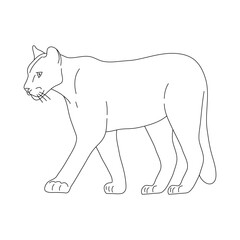 Sketch of Puma. Hand drawn vector illustration.