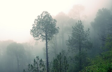 Fototapeta na wymiar Misty morning in hill station shimla 