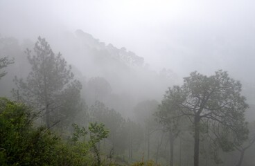 Obraz na płótnie Canvas Misty morning in hill station shimla 
