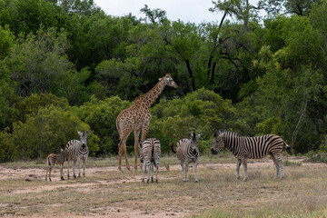 Fototapeta na wymiar Zebra and Giraffe in Kruger National Park