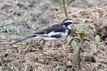 African Pied Wagtail (Bontkwikkie) in the Kruger National Park