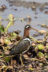 Greater Painted-Snipe (Goudsnip) (Rostratula benghalensis) in Kruger National Park