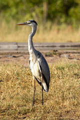 Grey Heron in Kruger National Park