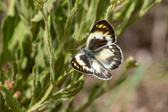 Colotis (Orange tips or Arabs) in Kruger National Park
