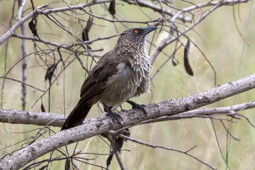 Arrow-marked Babbler in Kruger National Park
