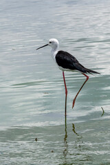 Black-winged Stilt (Rooipootelsie) in Kruger National Park