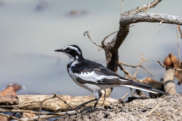 African Pied Wagtail (Bontkwikkie) in the Kruger National Park - obrazy, fototapety, plakaty