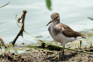 Wood sandpiper (Bosruiter) (Tringa glareola) in Kruger National Park