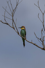 European Bee-eater (Europese byvreter) in Kruger National Park