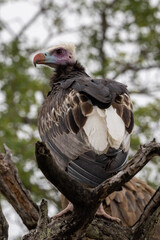 White-headed Vulture in Kruger National Park