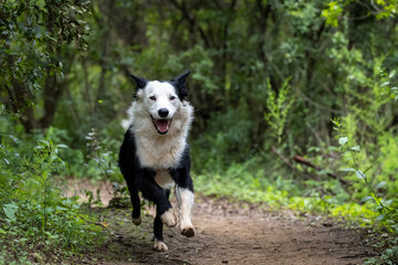 Border Collie portrait
