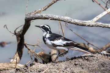 African Pied Wagtail (Bontkwikkie) in the Kruger National Park