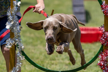 Dogs Jumping through hoops at Pretoria Shepherd Dog Club © Boshoff