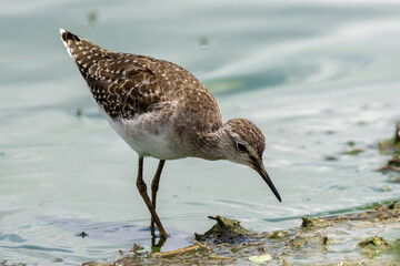Wood sandpiper (Bosruiter) (Tringa glareola) in Kruger National Park