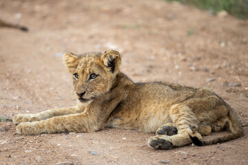 Lion cub in Kruger National Park