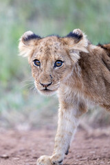 Lion cub in Kruger National Park