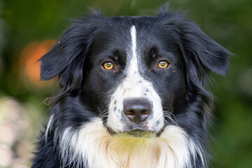 Border Collie portrait