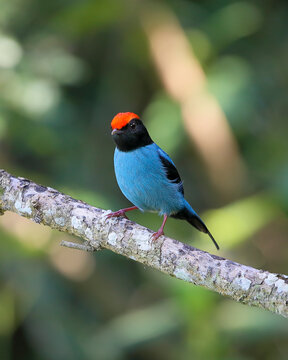 Swallow-tailed Manakin - Chiroxiphia caudata  - tangará 