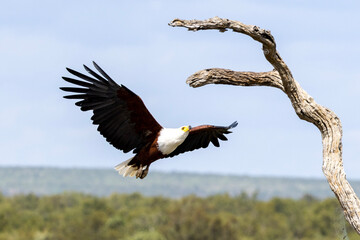 Fish Eagle in flight, Kruger National Park

