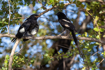 Magpie Shrike (Langstertlaksman) in Kruger National Park