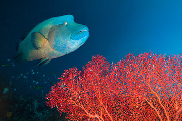 Big Napoleon fish in blue sea water near a beautiful coral reef.