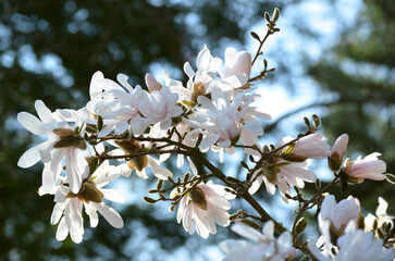 White Magnolia Blossom
