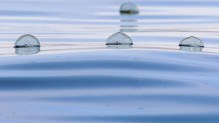By-the-Wind Sailor, Velella