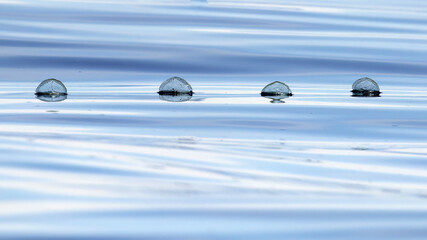 By-the-Wind Sailor, Velella